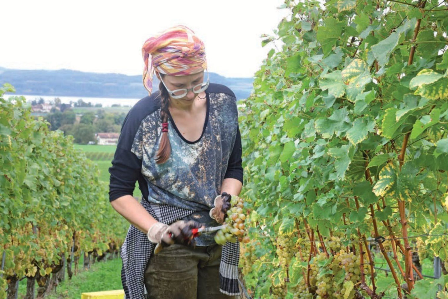 Vendanges 2024 : une année de défis