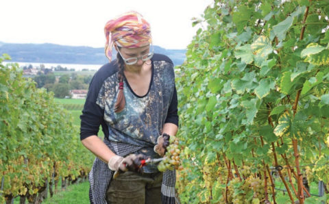 Vendanges 2024 : une année de défis