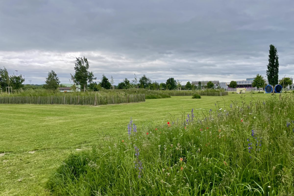 Le parc des Rives en mode prairie