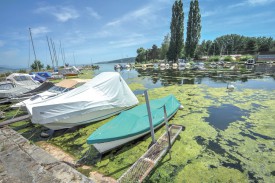 Les algues prolifèrent sur les rives du lac. Si le Canton se veut rassurant, les gérants de camping évoquent un phénomène unique. ©Carole Alkabes