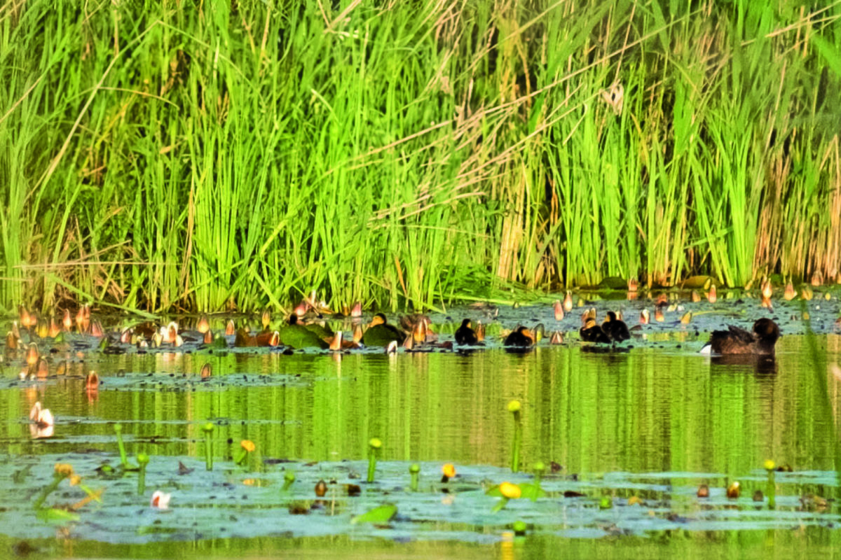 Retour d’un canard rare