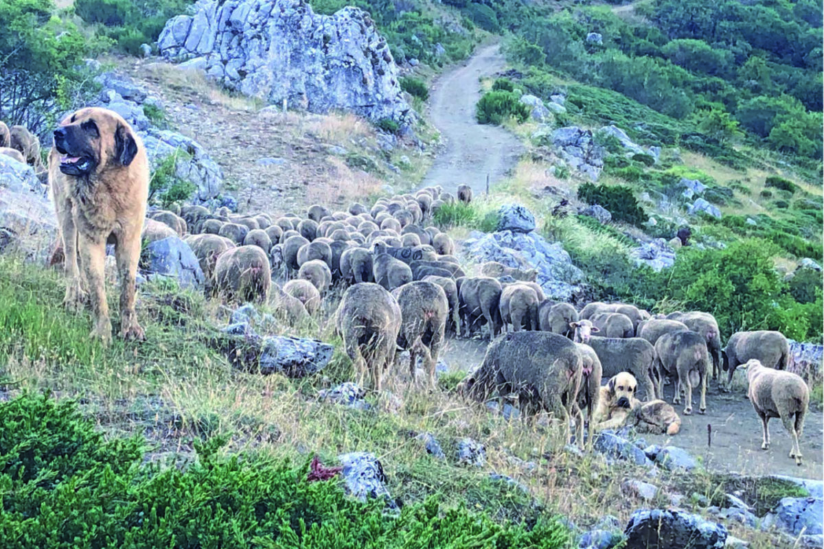 Tir de jeunes loups fortement contesté