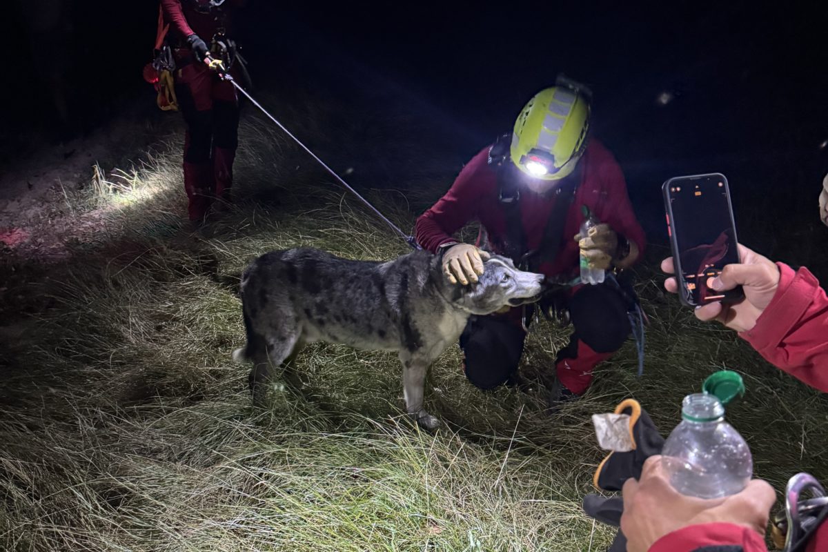 Chien sauvé après  une mauvaise chute