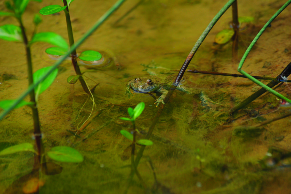 Honneur au crapaud sonneur