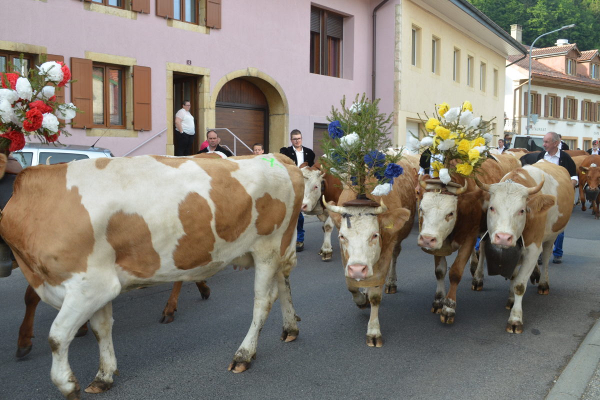 Les vaches suisses en vacances en France
